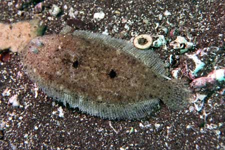 F-90X 60mm G400 �吣��