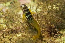 F-90X 60mm RVP �z�O