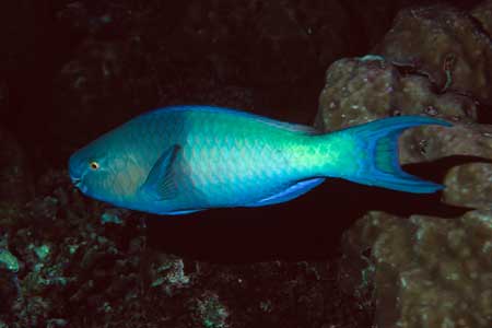 F-90X 60mm RVP �V�p�_��