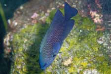 F-90X 60mm RVP �吣��