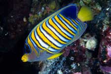 F-90X 60mm RDP�U �^�q�`