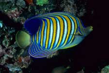 F-90X 60mm RVP �V�p�_��