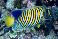 F-90X 60mm RDP�U �^�q�`