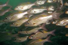 F-801 28-70mm REALA �V�p�_��