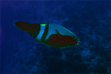 F-90X 60mm RVP �T�C�p��