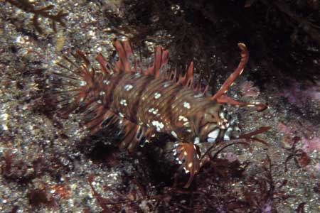 F-90X 60mm RDP�U ������