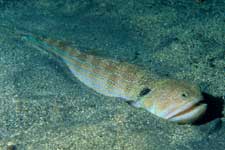 F-90X 60mm RVP �x��