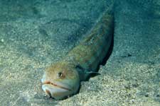 F-90X 60mm RVP �x��