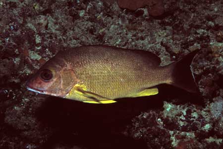 F-90X 60mm RVP �V�p�_��