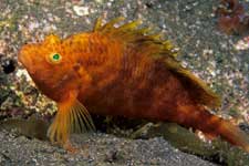 F-90X 60mm RVP �吣��