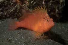 F-90X 60mm RVP �吣��