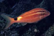 F-90X 60mm RVP �x��