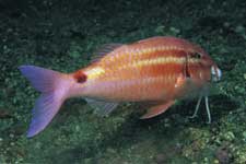 F-90X 60mm RVP F �ɓ��哇