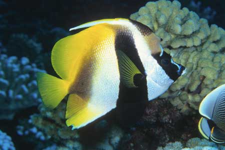 F-90X 60mm RDP�U �^�q�`