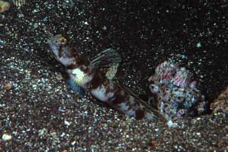 F-90X 60mm RVP  �吣��