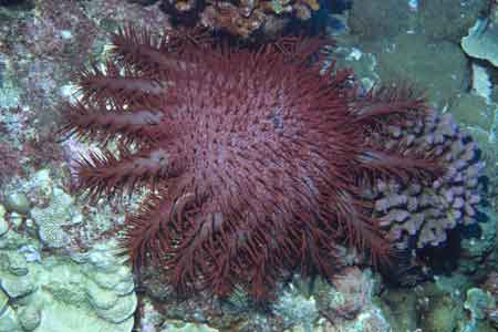 F-90X 60mm RVP �T�C�p��