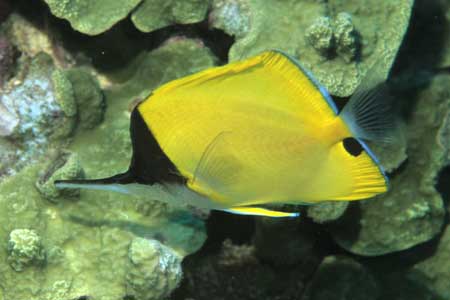 F-90X 60mm RVP �T�C�p��