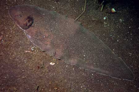 F-90X 60mm REALA �吣��