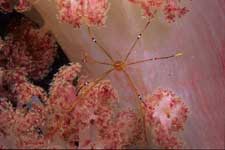 F-90X 60mm RVP �x��