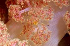 F-90X 60mm RVP �x��