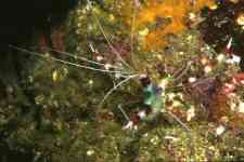 F-90X 60mm RVP ������