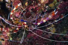 F-90X 60mm RVP �x��