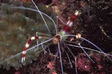 F-90X 60mm RVP �x��