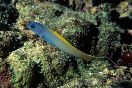 F-90X 60mm RVP �V�p�_��