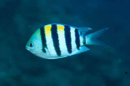 F-90X 60mm RVP �T�C�p��