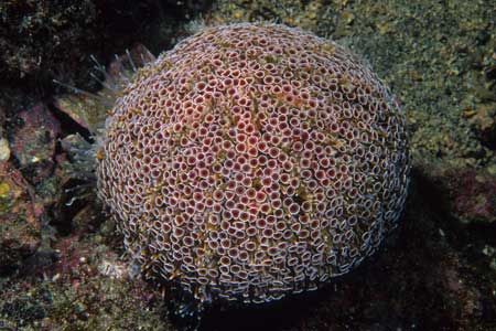 F-90X 60mm RVP �x��