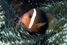 F-90X 60mm RVP �T�C�p��