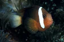 F-90X 60mm RVP �T�C�p��