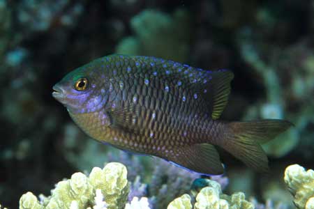 F-90X 60mm RVP �T�C�p��