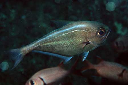 F-90X 60mm RVP �T�C�p��