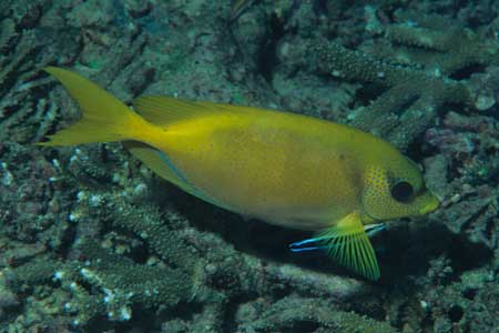 F-90X 60mm RVP �V�p�_��