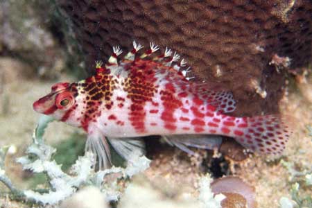 F801 28-70mm REALA �}�u�[��