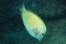 F-90X 60mm RVP �T�C�p��