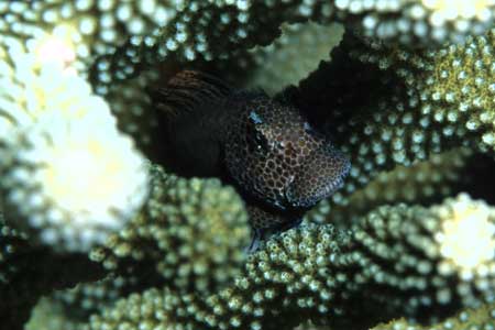 F-90X 60mm RVP �T�C�p��