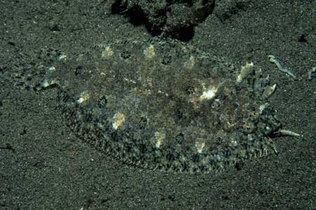 F-90X 60mm RVP �吣��