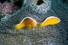 F-90X 60mm RVP �V�p�_��