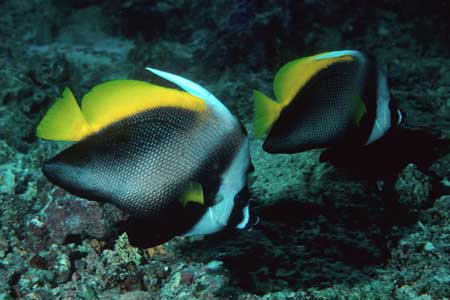 F-90X 60mm RVP �V�p�_��