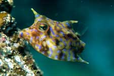 F-90X 60mm RVP �x��