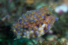 F-90X 60mm RVP �x��