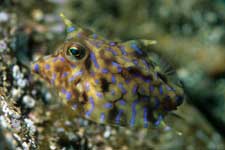 F-90X 60mm RVP �x��