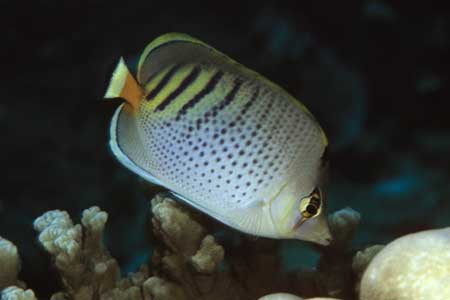 F-90X 60mm RVP �T�C�p��