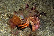 F-90X 60mm RVP �x��