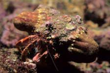 F-90X 60mm RVP �x��