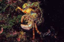 F-90X 60mm RVP F �ɓ��C�m����