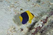 F-90X 60mm RVP �V�p�_��