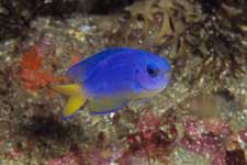 F-90X 60mm RVP �x��